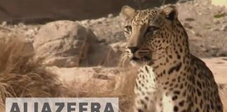 Witness – Saving the Leopard