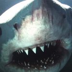 The Science of Shark Attacks