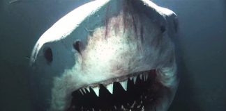 The Science of Shark Attacks