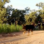 Strain Hunters Morocco Expedition by Green House Seed Co