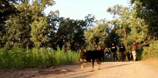 Strain Hunters Morocco Expedition by Green House Seed Co