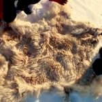 Inside Nature’s Giants: Polar Bear