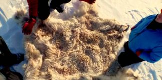 Inside Nature’s Giants: Polar Bear