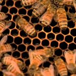 The Code: Numbers, Shapes and Prediction