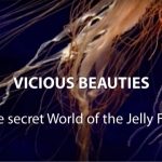 Vicious Beauties: The Secret World of the Jellyfish