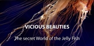 Vicious Beauties: The Secret World of the Jellyfish