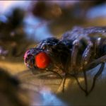 Live Longer: Live Wild