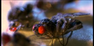 Live Longer: Live Wild