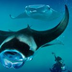 Maldives: diving paradise