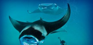 Maldives: diving paradise