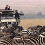Serengeti: The Adventure