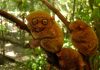 Tarsier: The Littlest Alien