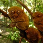 Tarsier: The Littlest Alien