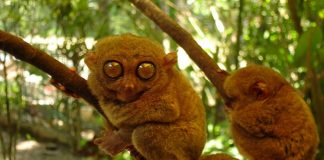 Tarsier: The Littlest Alien