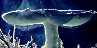 Evolution: God’s Game?