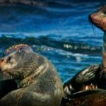 Timid Devils and Ghost Tigers