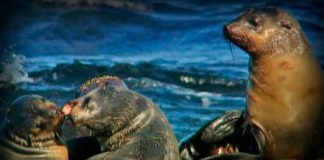 Timid Devils and Ghost Tigers