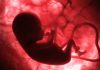 Life Before Birth: In the Womb
