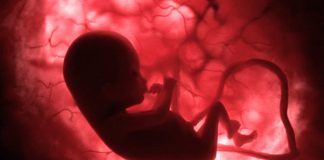 Life Before Birth: In the Womb