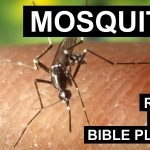 Return of the Bible Plagues: Mosquitoes