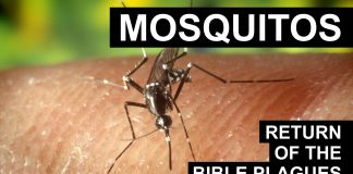 Return of the Bible Plagues: Mosquitoes