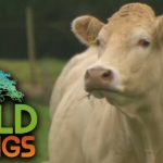 The Private Life of Cows