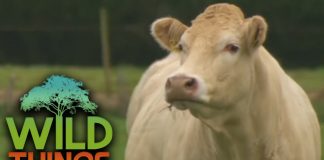 The Private Life of Cows