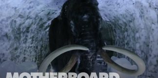 Cloning the Woolly Mammoth