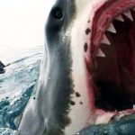 Shark Attacks