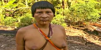 Don Quixote of the Jungle