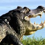 Mutation: The Science of Survival