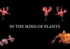 In the Mind of Plants