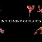 In the Mind of Plants