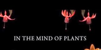 In the Mind of Plants