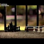 My Brilliant Brain featuring Susan Polgar