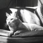 The Private Life of a Cat