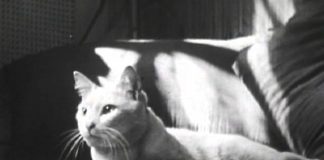 The Private Life of a Cat