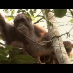 Green Death of the Forests