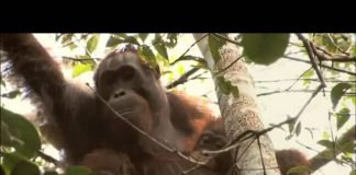 Green Death of the Forests