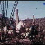 The Legend of Bigfoot