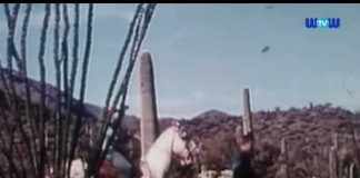 The Legend of Bigfoot