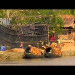 Man Eating Tigers Of The Sundarbans