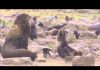 Pribilof Islands Scenes