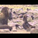 Pribilof Islands Scenes