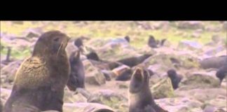 Pribilof Islands Scenes