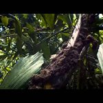 Ants – Nature’s Secret Power