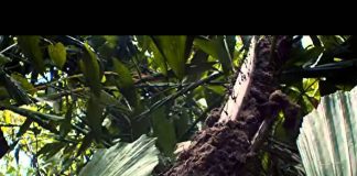 Ants – Nature’s Secret Power