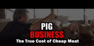 Pig Business