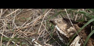 Fault Lines – Horn of Africa Crisis – Drought Zone