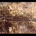 In Search of Ancient Astronauts